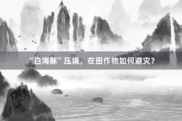 “白海豚”压境，在田作物如何避灾？